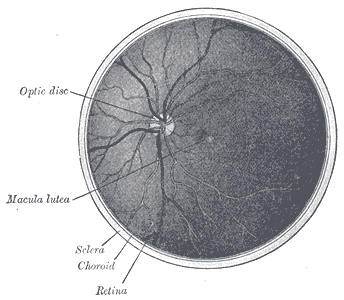 File:Gray1206.png