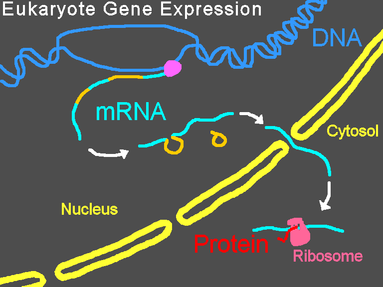 File:Gene Expression.gif