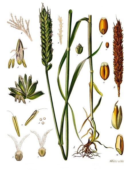 File:Triticum aestivum - Köhler–s Medizinal-Pflanzen-274.jpg