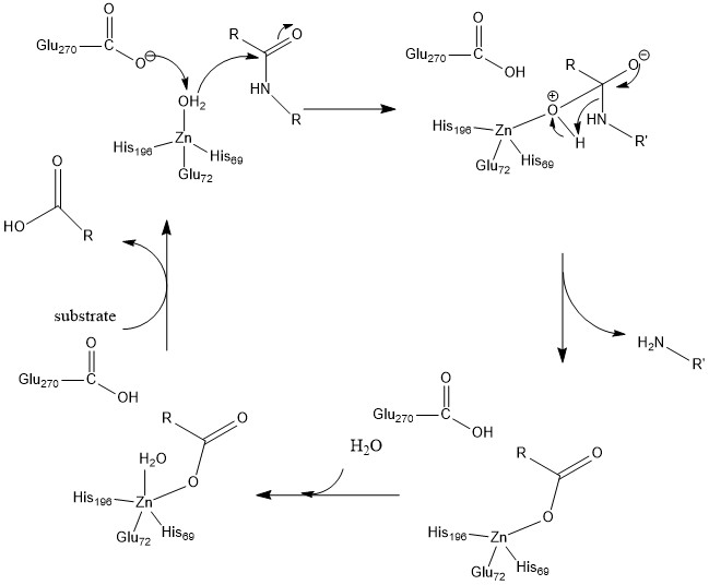 File:CPA-Catalyzed Proteolysis.jpg