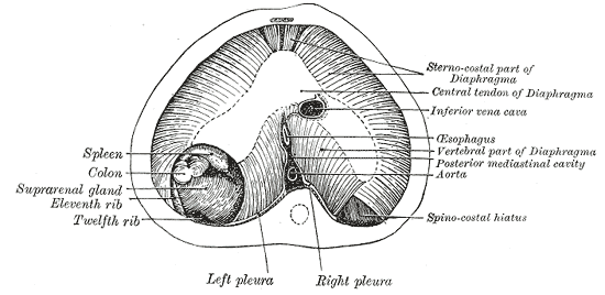 File:Gray57.png