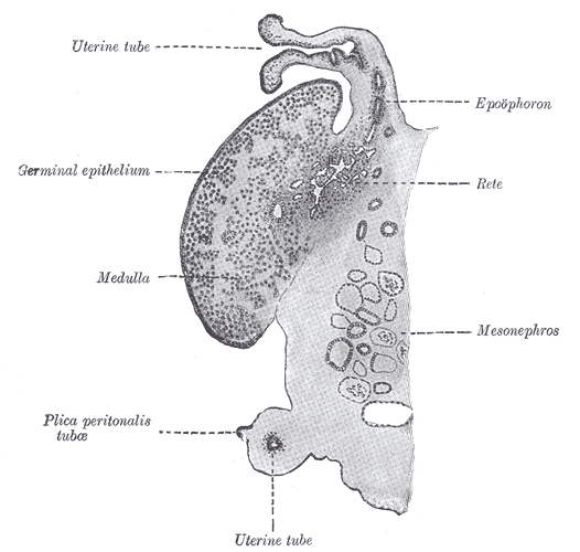 File:Gray1112.png