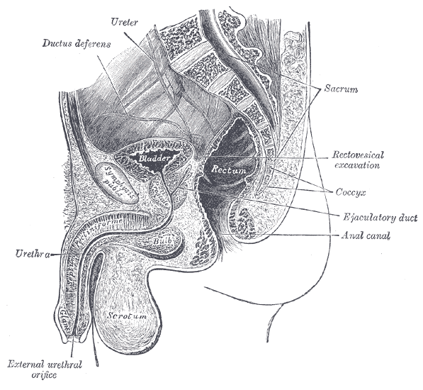 File:Gray1135.png
