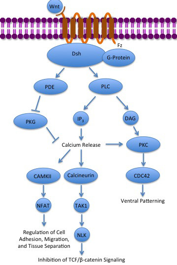 File:Noncanonical Wnt calcium pathway.jpg