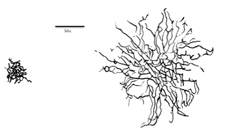 File:Midget vs Parasol cell.png