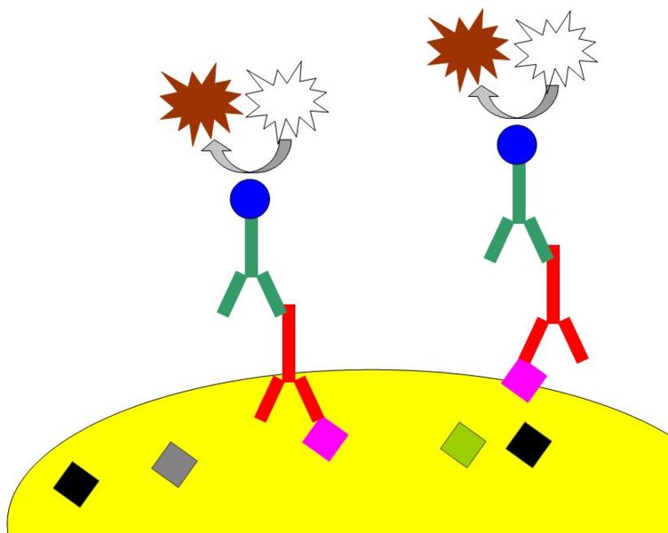 File:Chromogenic immunohistochemistry.jpg