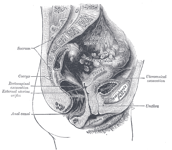 File:Gray1139.png