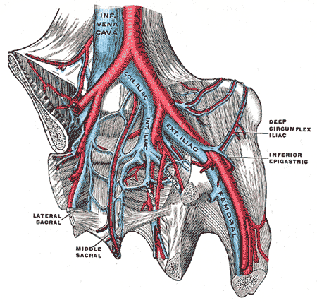 File:Gray586.png