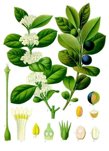 File:Acokanthera schimperi - Köhler–s Medizinal-Pflanzen-150.jpg