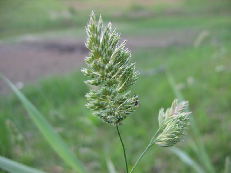 File:Dactylis glomerata bluete2.jpeg