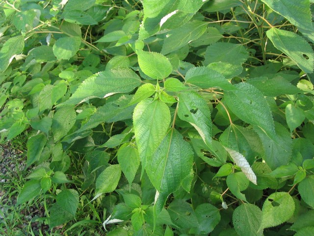 File:Boehmeria nivea 1.jpg