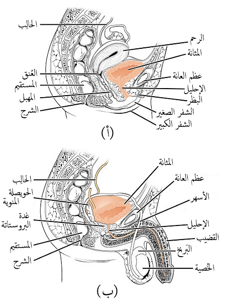 File:Female and Male Urethra-ar.jpg