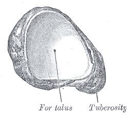 File:Gray277.png