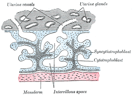 File:Gray36.png