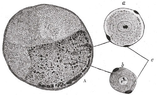File:Gray638.png