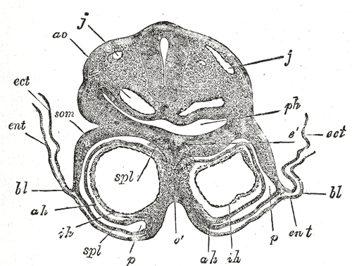 File:Gray457.png