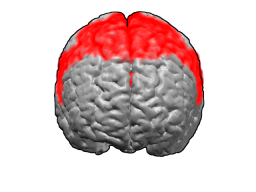 File:Brodmann areas 6.png