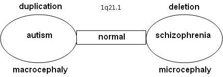 File:Relation 1q21 1.jpg