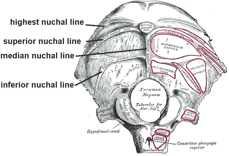 File:Nuchal lines.png
