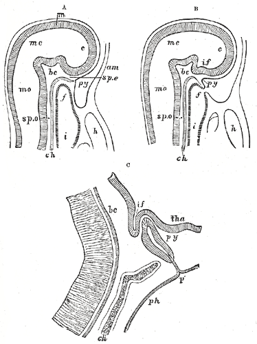 File:Gray1182.png