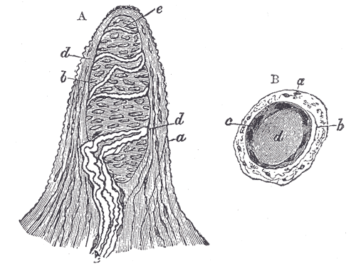 File:Gray936.png