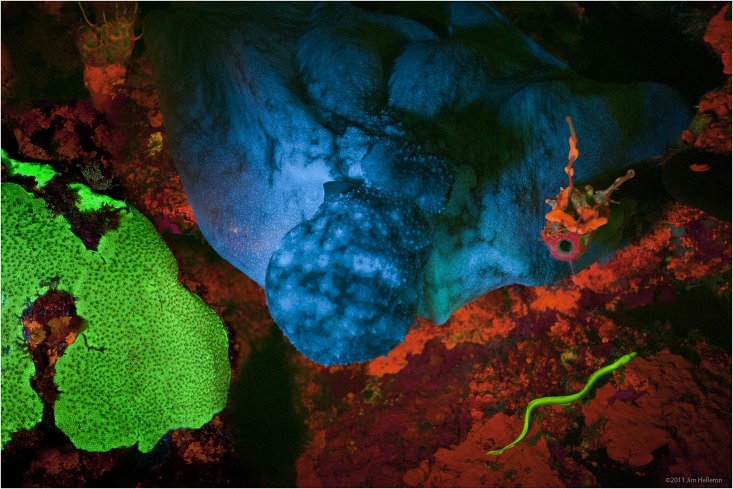 File:Adaptive-Evolution-of-Eel-Fluorescent-Proteins-from-Fatty-Acid-Binding-Proteins-Produces-Bright-pone.0140972.g001.jpg