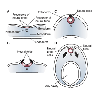File:Embryonic Development CNS.png