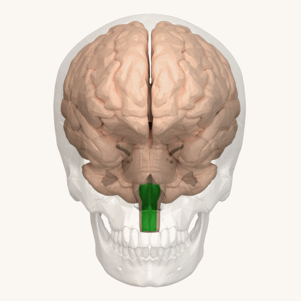 File:Pyramid (medulla oblongata) - animation.gif