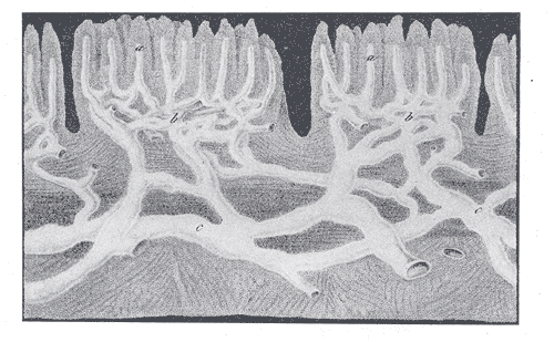 File:Gray596.png