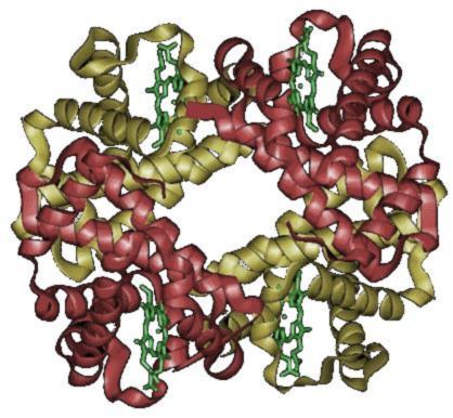 File:Hemoglobin.jpg