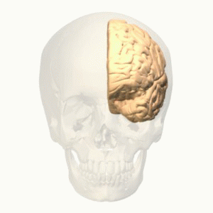 File:Uncus animation small.gif