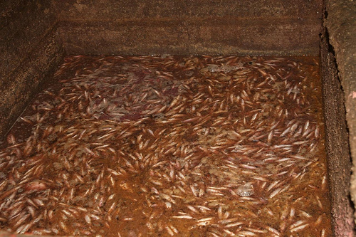 File:Bagoong.jpg