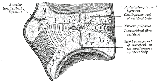 File:Gray66.png
