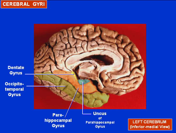 File:Cerebral Gyri - Medial Surface2.png