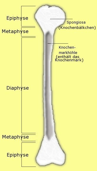 File:EpiMetaDiaphyse.jpg