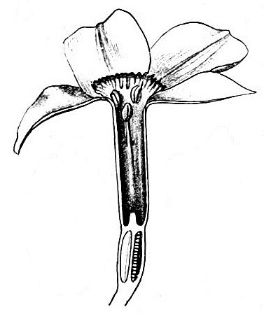 File:Poeticus Wettstein.jpg
