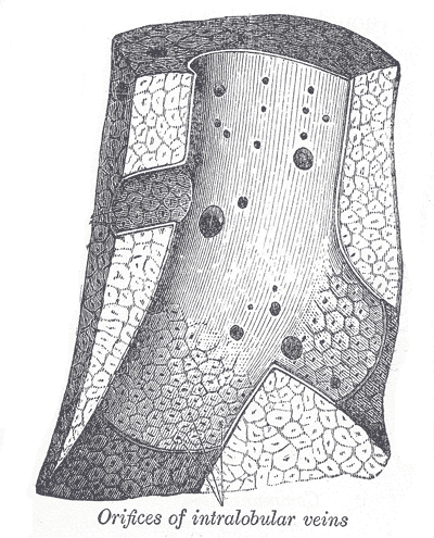 File:Gray1089.png