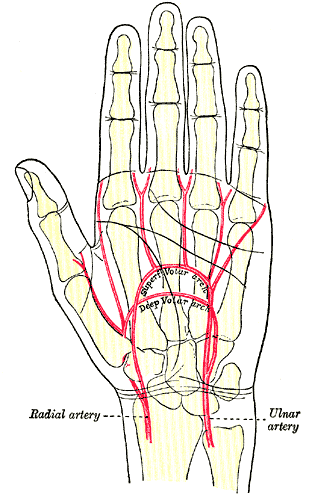 File:Gray1237.png