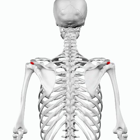 File:Acromial angle of scapula - animation01.gif