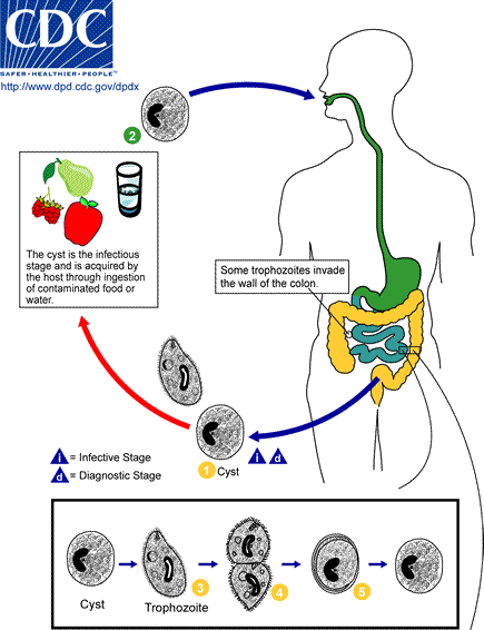 File:Balantidium LifeCycle.png