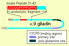 File:A9-gliadin-innate.png