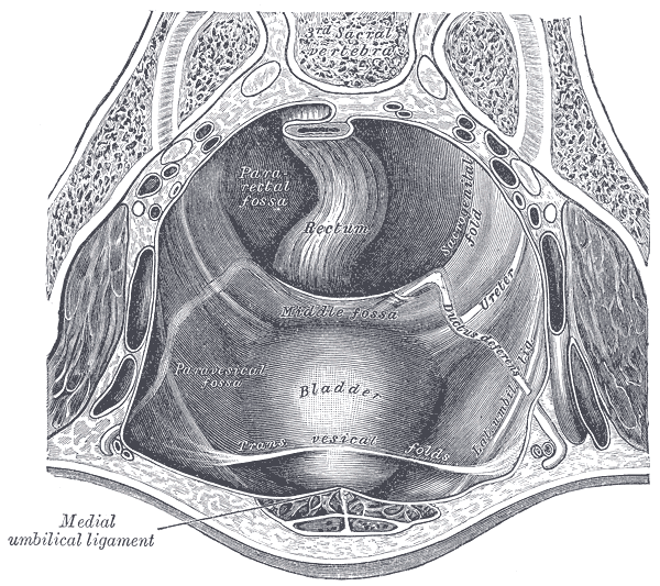 File:Gray1037.png