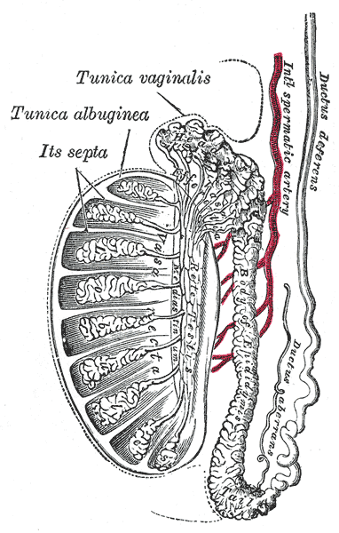 File:Gray1149.png