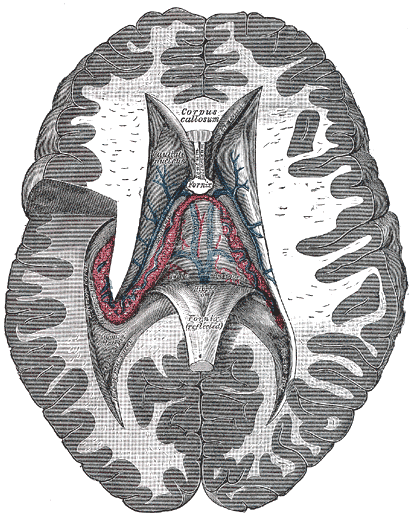 File:Gray750.png
