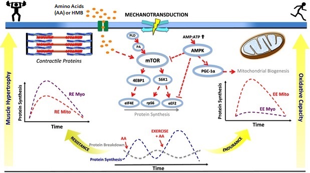 File:Muscle protein synthesis signaling cascades.jpg