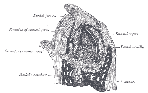 File:Gray1011.png