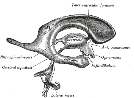 File:Gray736.png