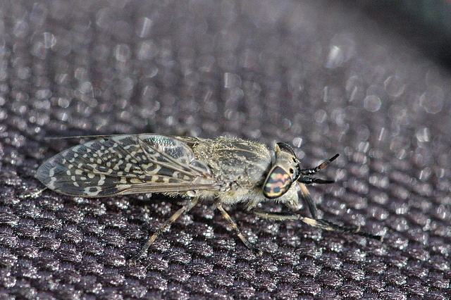 File:Haematopota.pluvialis.adult.jpg