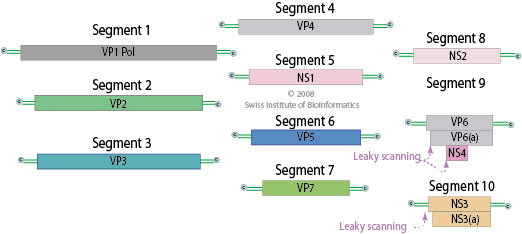 File:Orbivirus genome.png