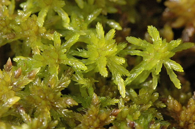 File:Sphagnum.flexuosum.jpg